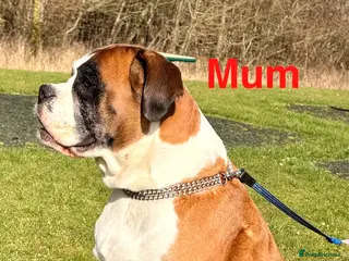 Boxer dogs Beautiful Red Boxer Puppies - Royal Kennel Club - Advert 15