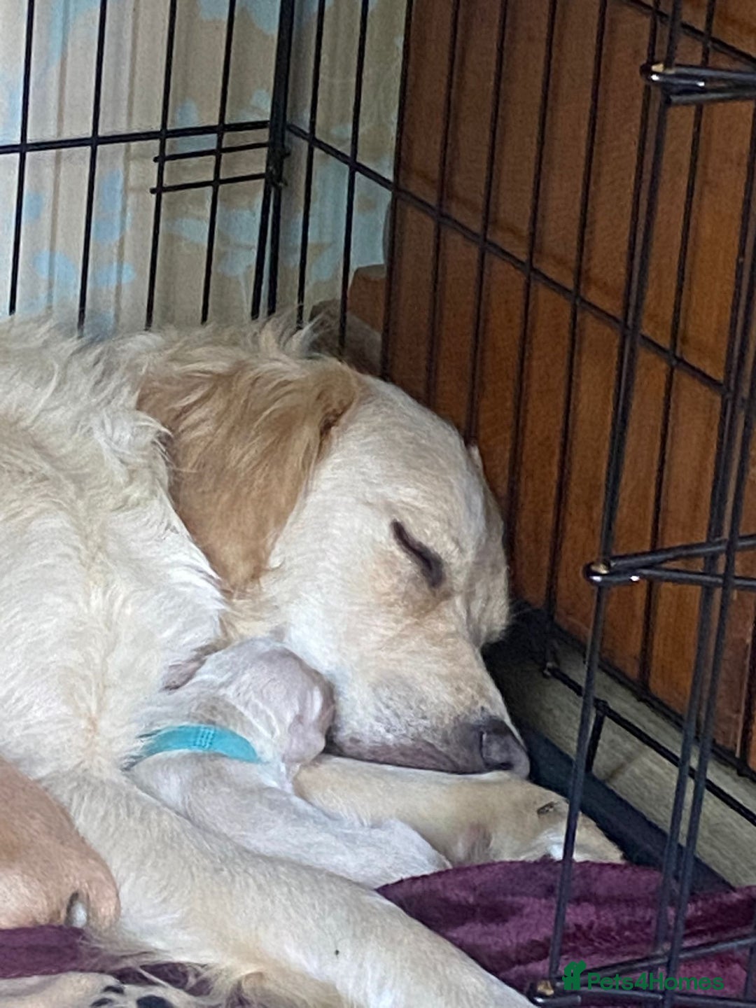 Golden Retriever dogs for sale: Golden Retriever pups - Image 15