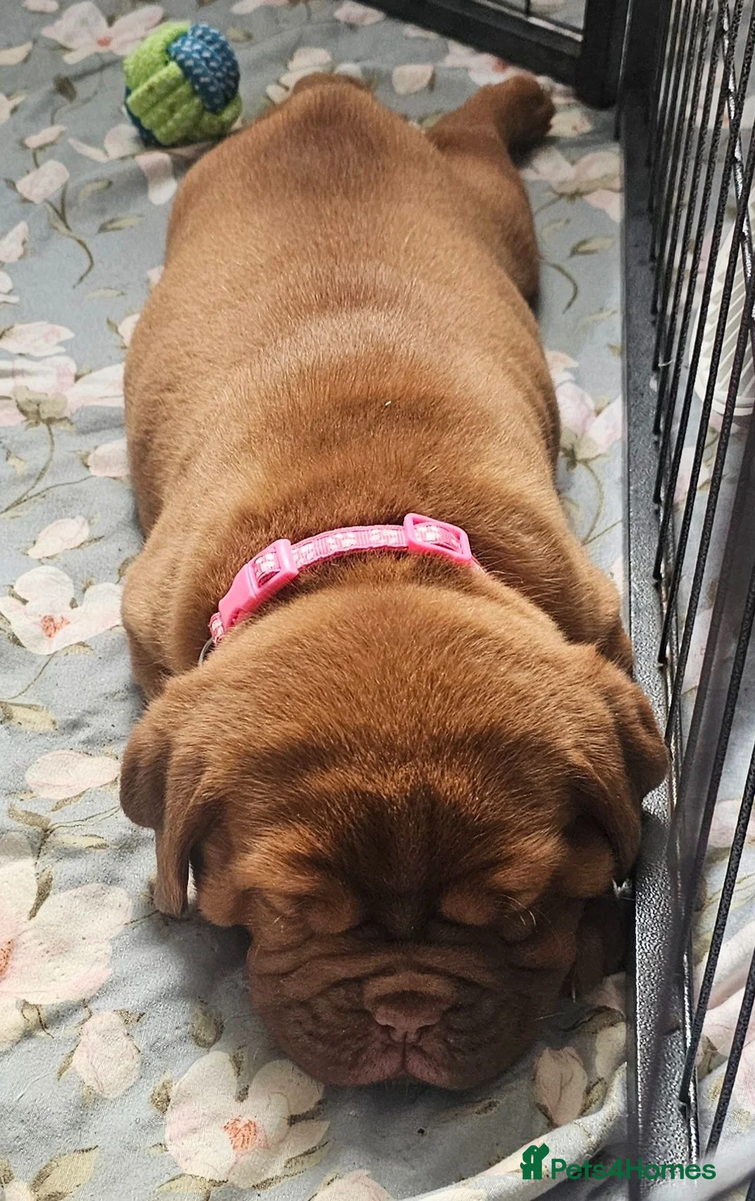 Dogue De Bordeaux dogs for sale: 🐾 4 Beautiful Dogue De Bordeaux Puppies 🐾 in Crewe - Advert 10