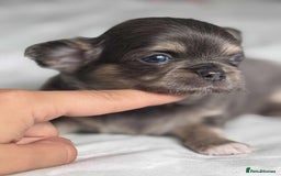 Chihuahua dogs for sale: Chocolate Girl, Blue Boy Longhair Chihuahua  - Image 6