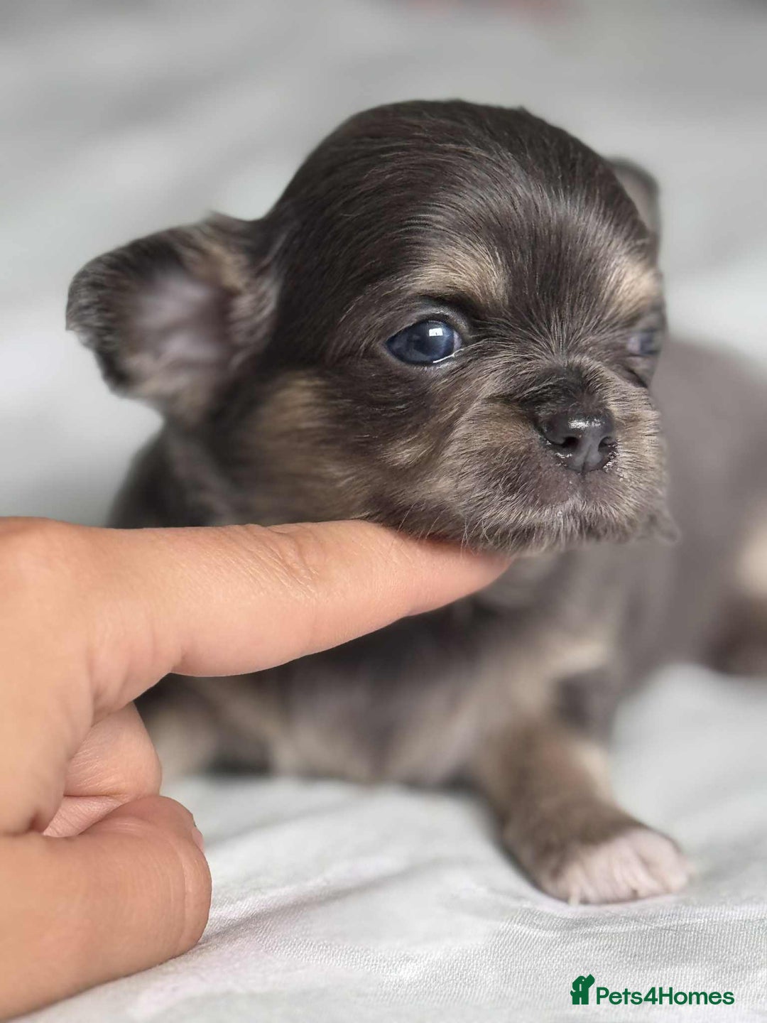 Chihuahua dogs for sale: Chocolate Girl, Blue Boy Longhair Chihuahua  - Image 6