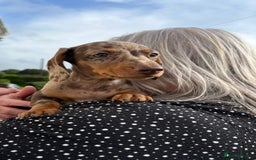 Miniature Dachshund dogs for sale: *READY NOW! 2 STUNNING KC REG MINI DACHSHUND BOYS* - Image 34