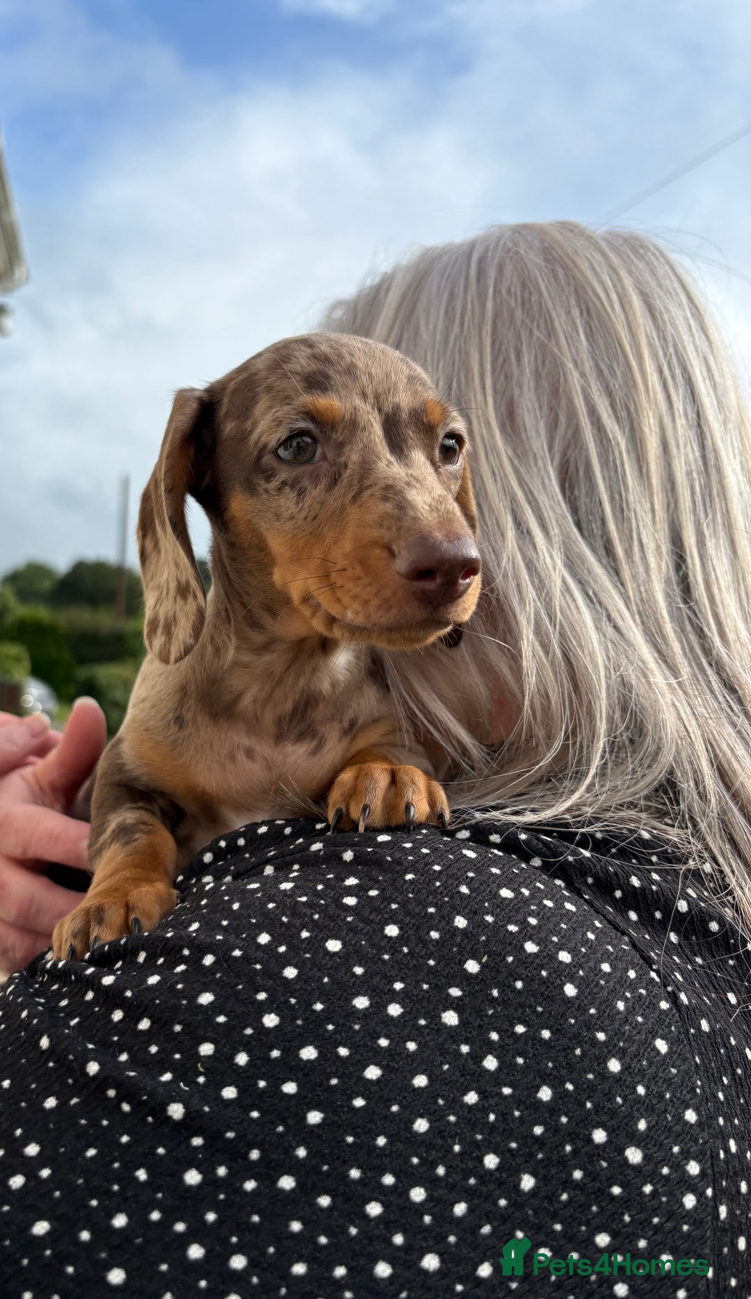 Miniature Dachshund dogs for sale: *READY NOW! 2 STUNNING KC REG MINI DACHSHUND BOYS* - Image 34