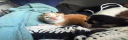 Domestic Shorthair cats for sale: Stunning Domestic Shorthair Kittens - Advert 22