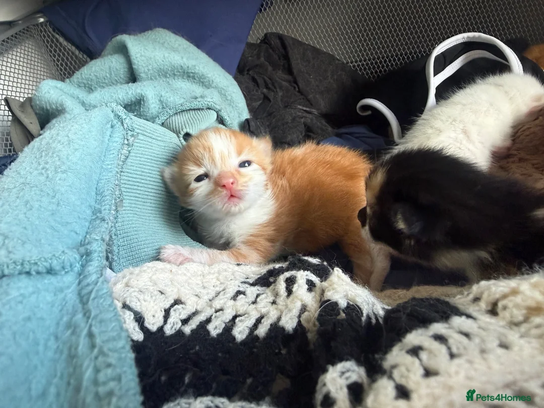 Domestic Shorthair cats for sale: Stunning Domestic Shorthair Kittens - Advert 22
