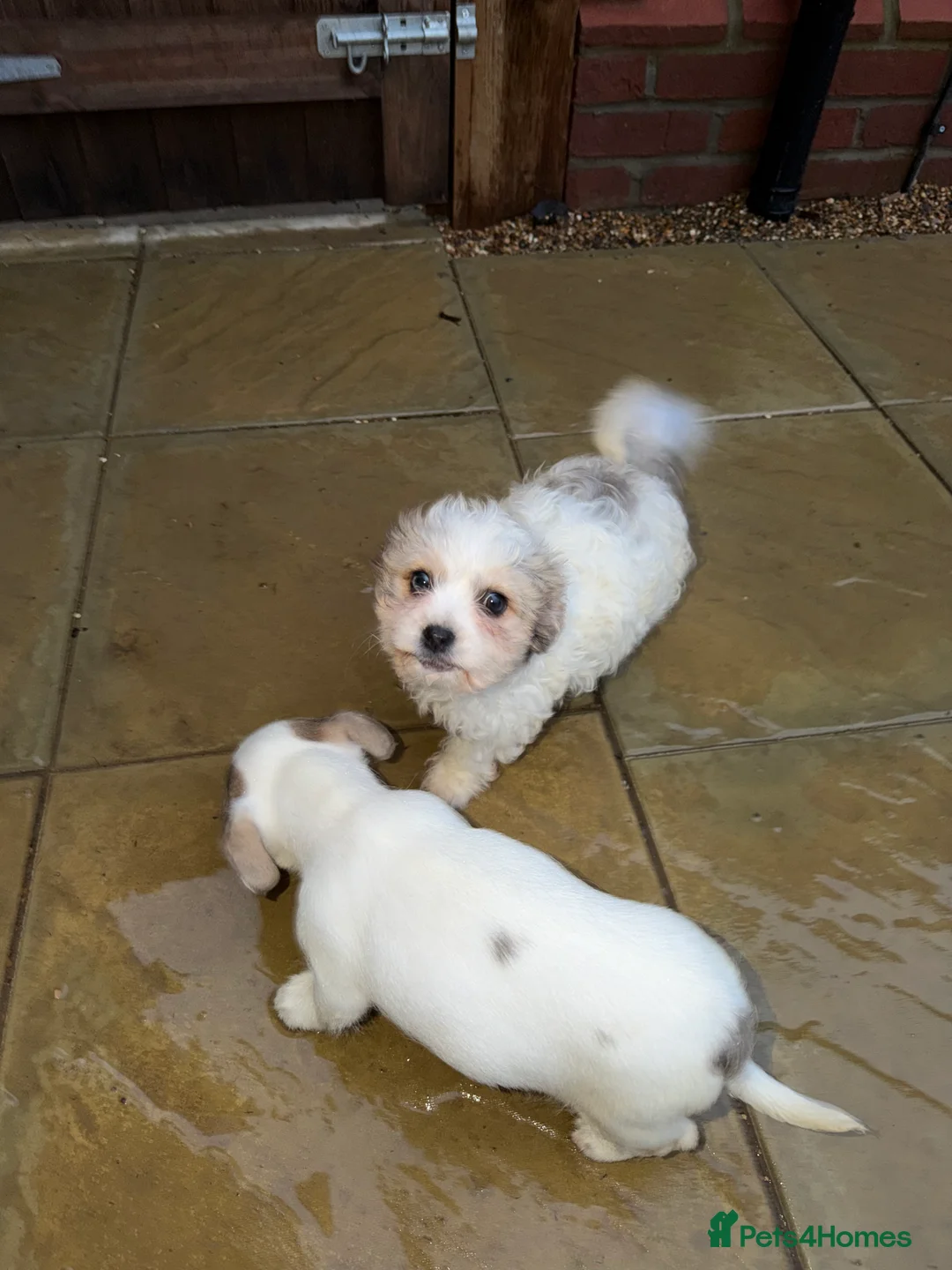 Cavapoochon dogs for sale: One boy  one girl - Advert 1