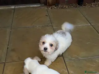 Cavapoochon dogs One boy one girl - Advert 8