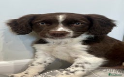 Sprollie dogs for sale: Beautiful Springer Spaniel x Border Collie Puppies - Image 18