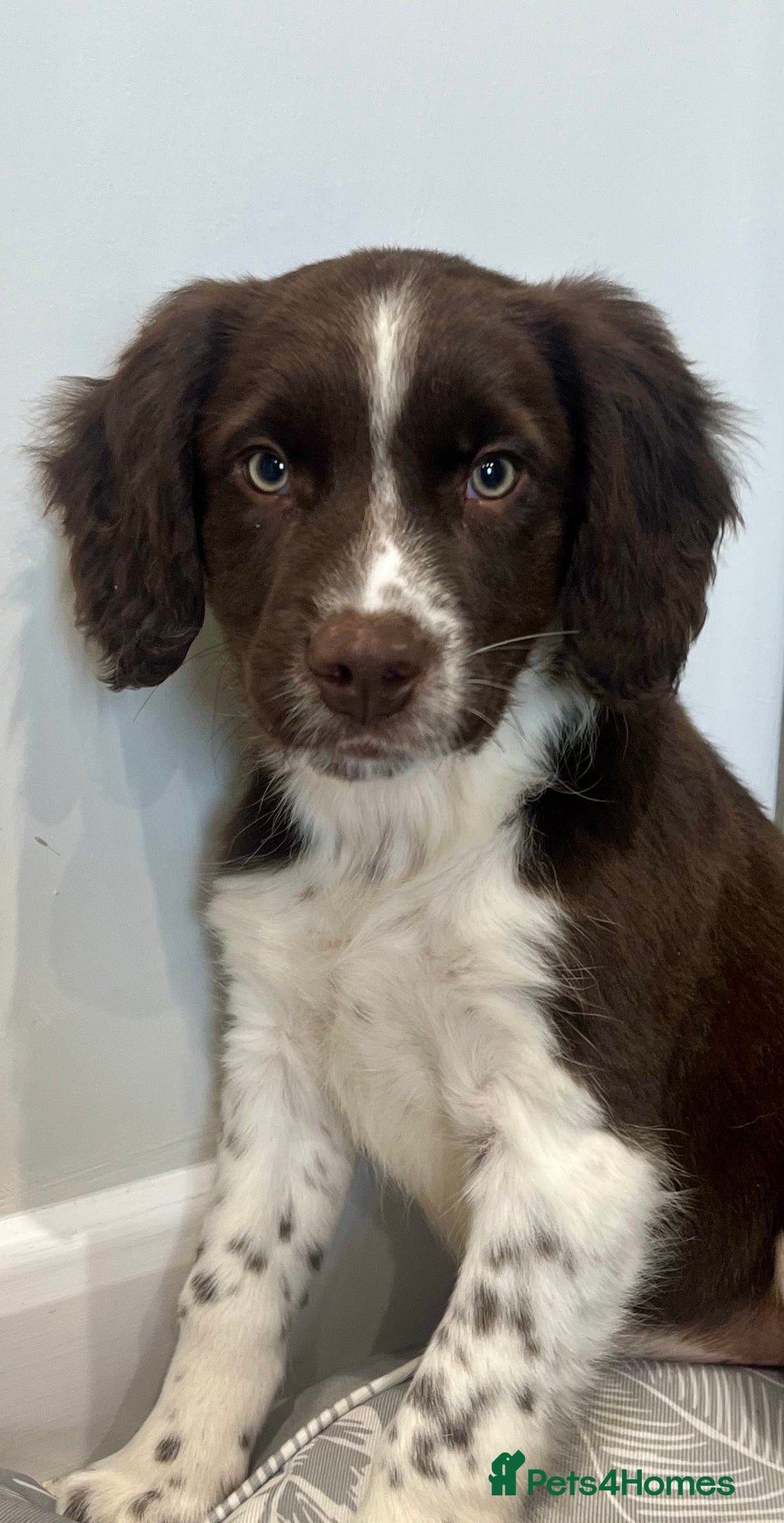 Sprollie dogs for sale: Beautiful Springer Spaniel x Border Collie Puppies - Image 18