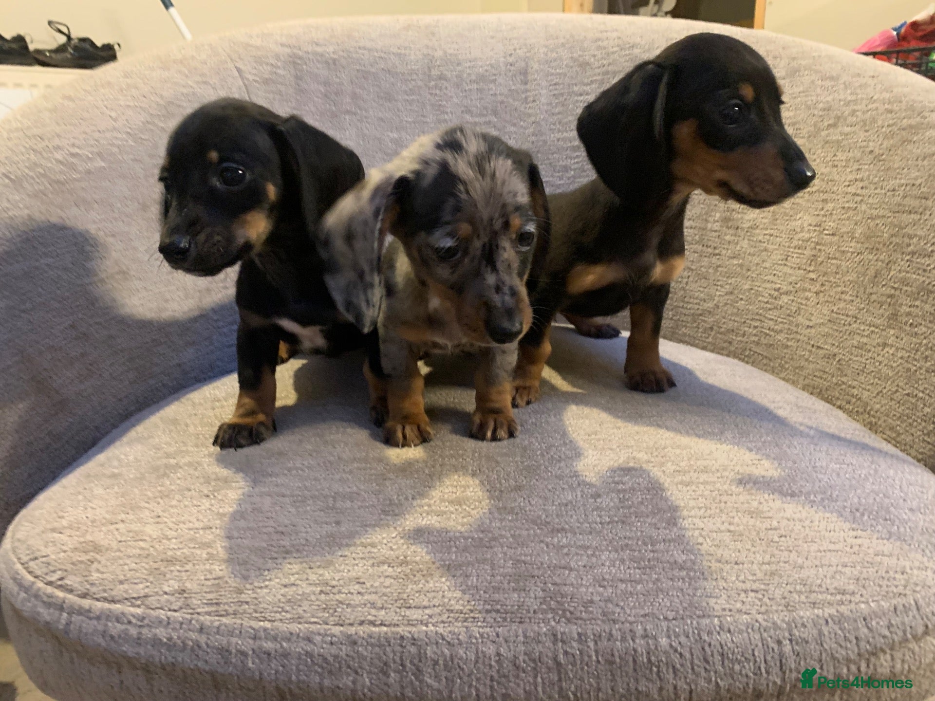 Miniature Dachshund dogs for sale: 💙💙**3 beautiful boys left 💙💙*** - Advert 1