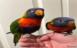 Lorikeets birds for sale: Hand Reared Stunning Rainbow Lorikeets  in Newcastle upon Tyne - Image 3