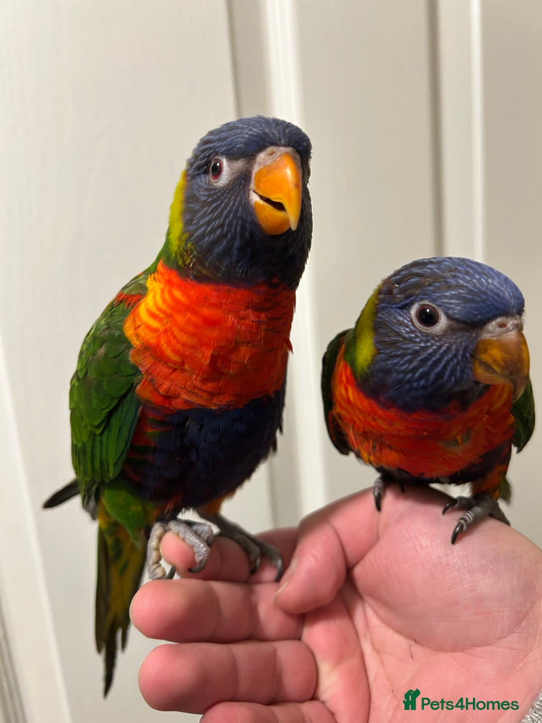 Lorikeets birds for sale: Hand Reared Stunning Rainbow Lorikeets  in Newcastle upon Tyne - Image 3