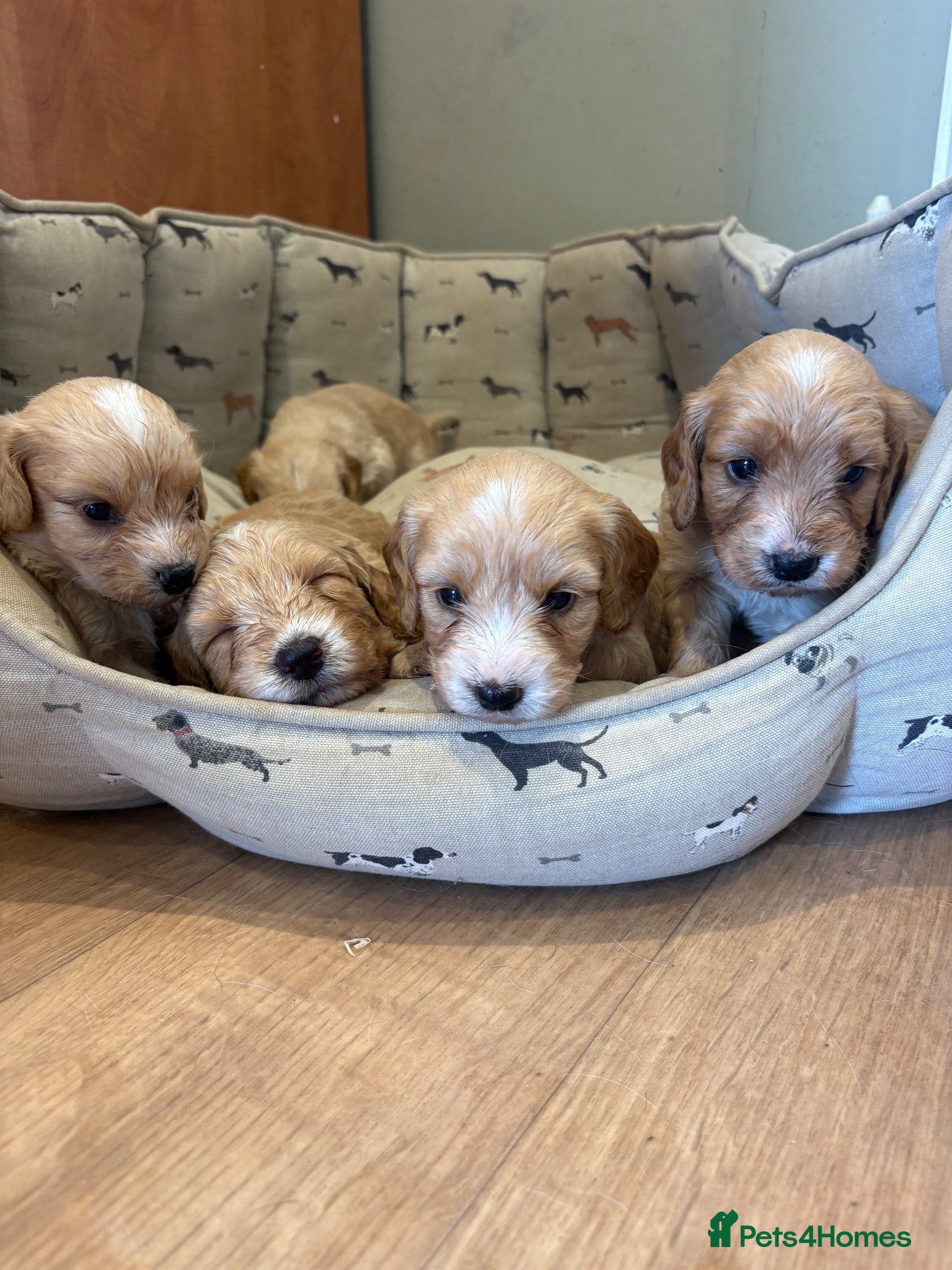 Cockapoo dogs F1 cockapoo puppies - amazing colours and markings - Advert 1