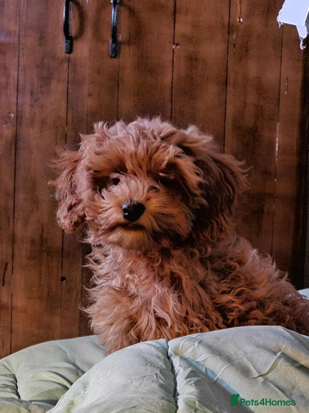 Cockapoo dogs for sale: Cockerpoo F1b Pups for sale (Only 1 left) - Advert 1