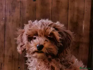 Cockapoo dogs Cockerpoo F1b Pups for sale (Only 1 left) - Advert 1