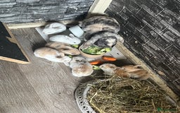 Mini Lop rabbits for sale: Mini lop  - Image 8