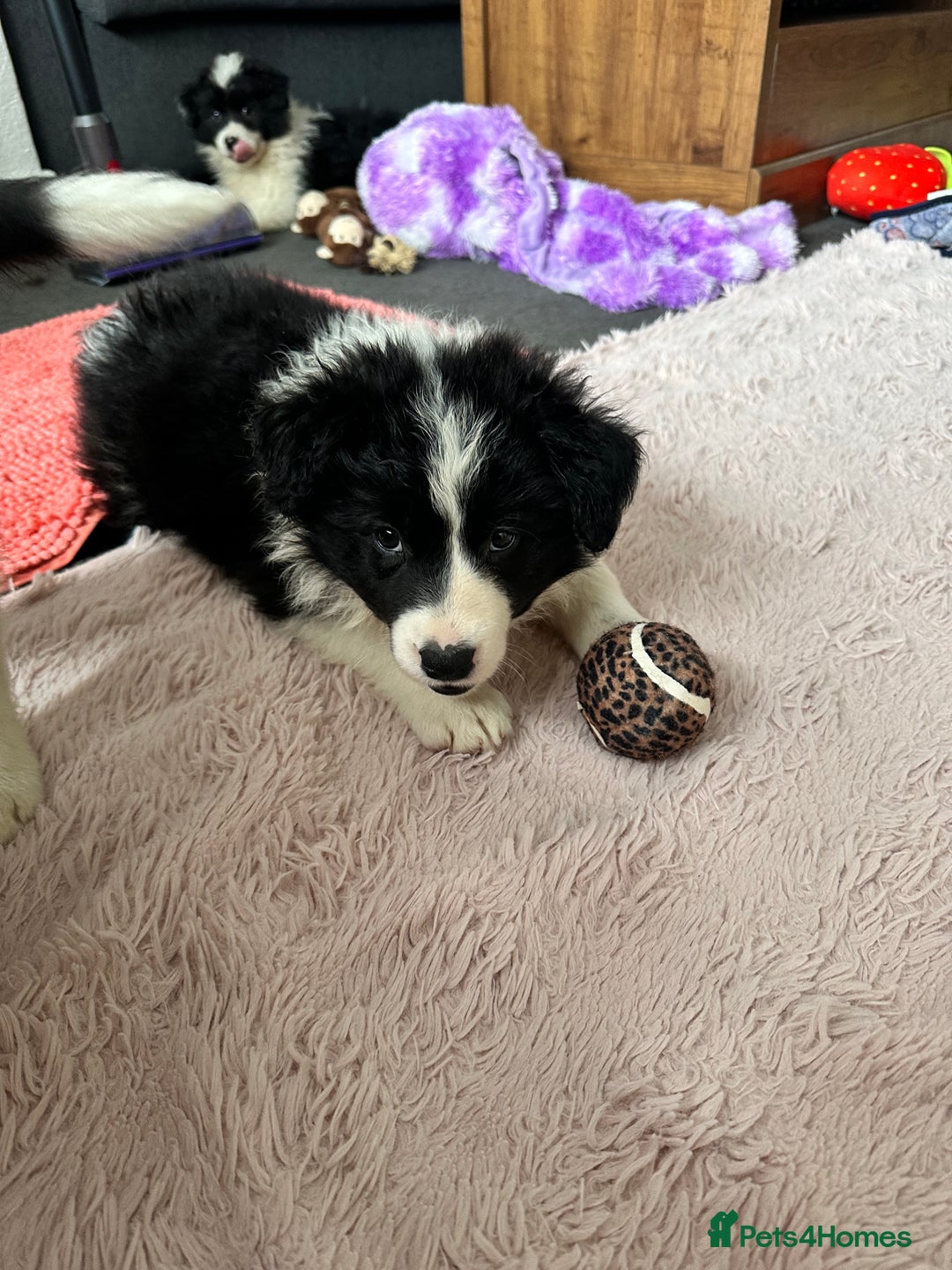 Border Collie dogs for sale: Dylan /Dill - ONLY 4 LEFT International Champion blood line - Image 12