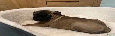 Bullmastiff Puppy 4