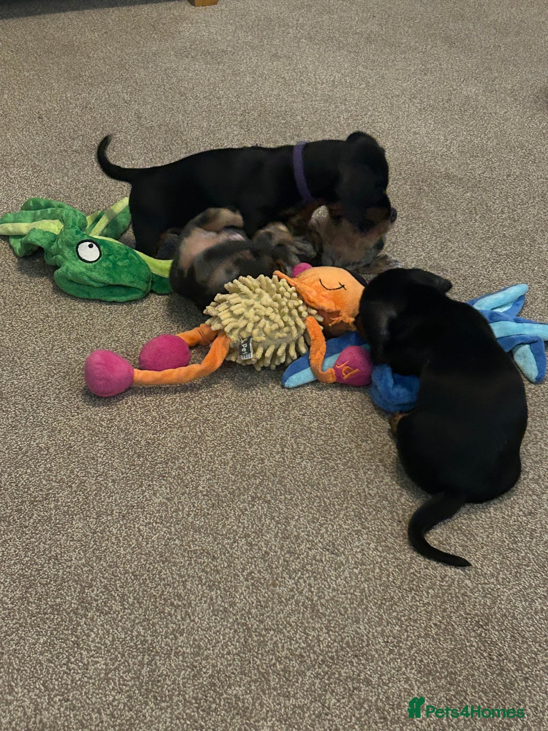 Miniature Dachshund dogs for sale: Little Legs, Big Hearts, Miniature Dachshunds x - Image 15