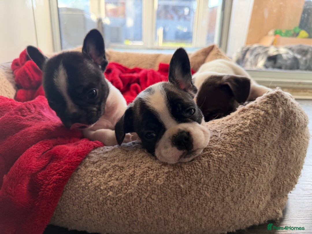 French Bulldog dogs for sale: Puppys  - Advert 3