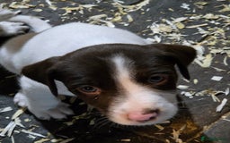 Mixed Breed dogs for sale: Kelpie cross springer spaniel  in Ashbourne - Image 14