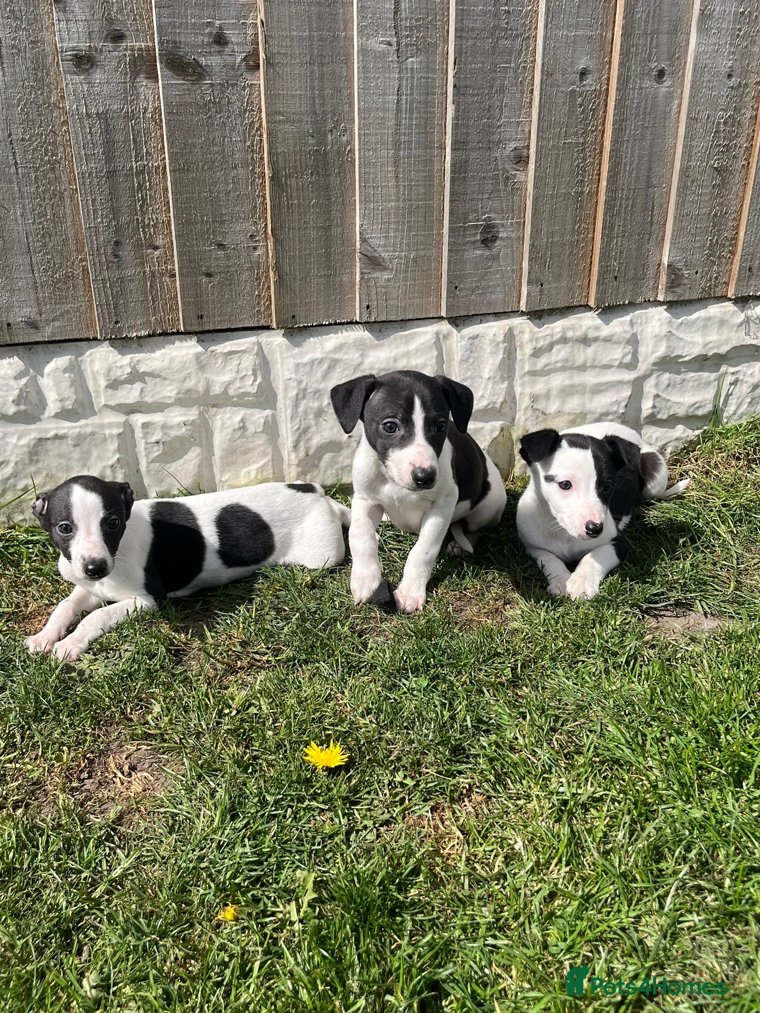 Whippet dogs Top quality whippets ready this weekend  - Advert 1