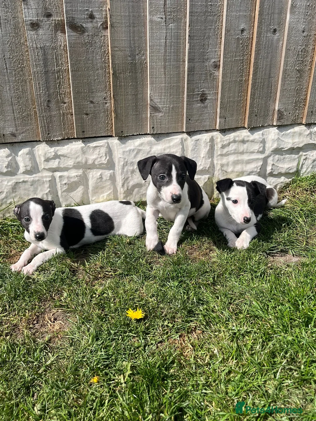 Whippet dogs for sale: Top quality whippets ready this weekend  - Advert 1