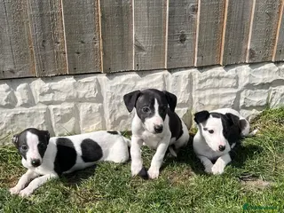 Whippet dogs Top quality whippets ready this weekend - Advert 1