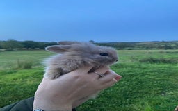 Lionhead rabbits for sale: lionheads for sale, ONE LEFT   in Holsworthy - Image 5