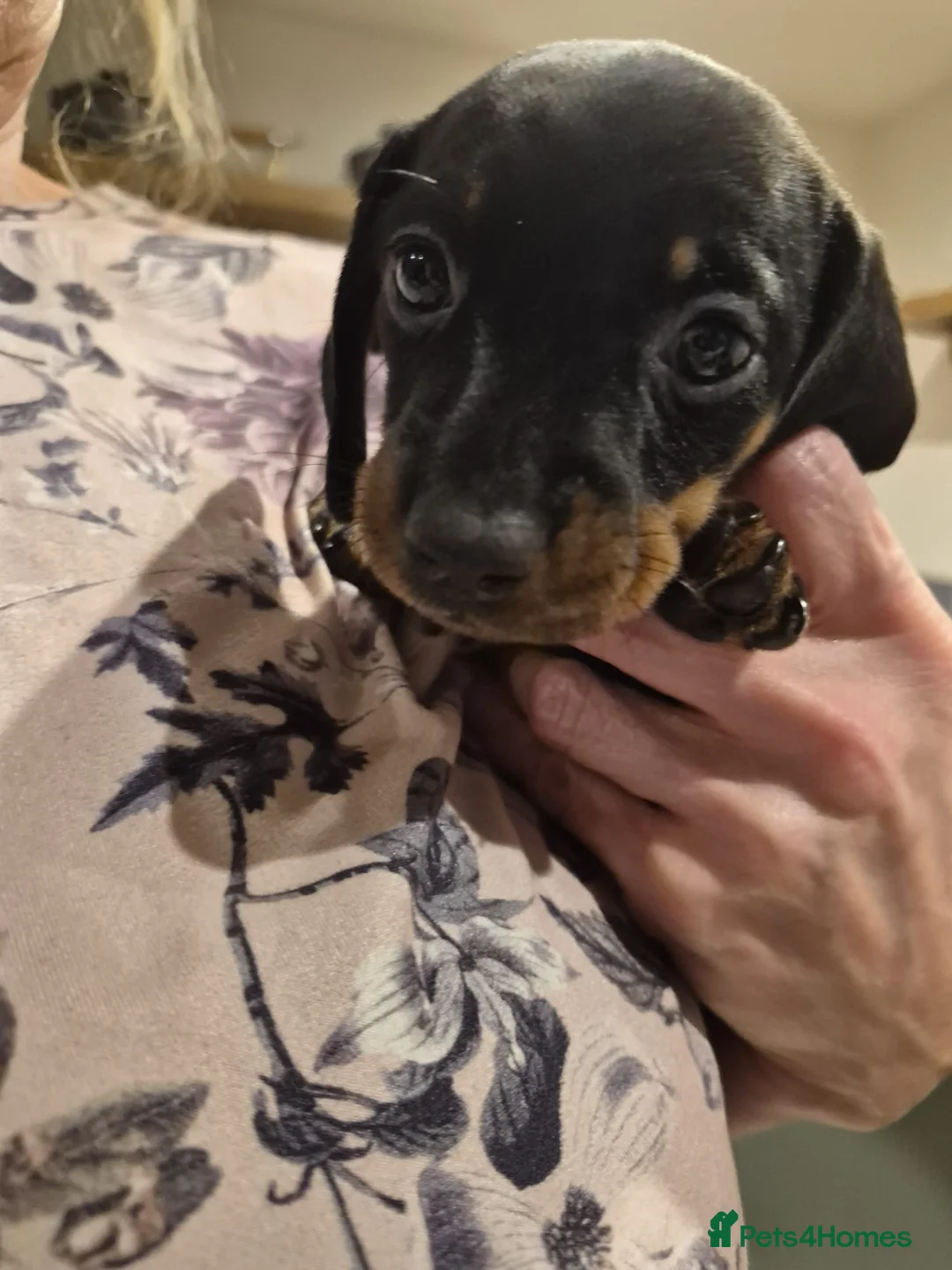 Dachshund dogs for sale: 2x female dashund pups for sale in Ludlow - Advert 3
