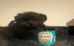 Maltipoo dogs for sale: Maltipoo ** merle ** size  - Image 15