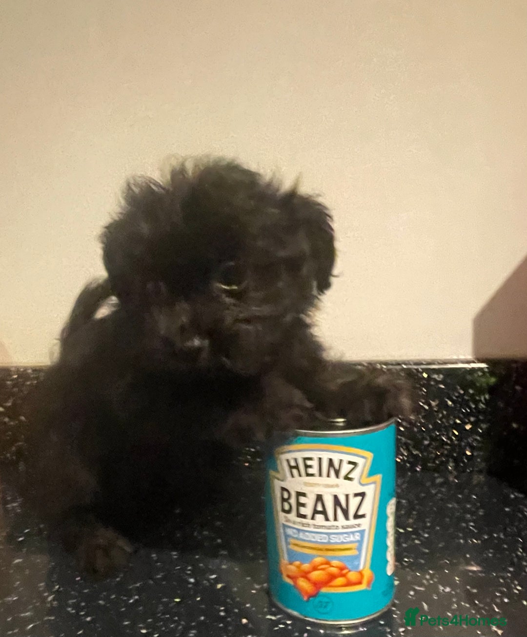 Maltipoo dogs for sale: Maltipoo ** merle ** size  - Image 15