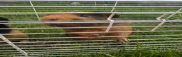Guinea Pig rodents for sale: Two male guinea pigs  in Houghton le Spring - Advert 3