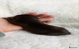 Chihuahua dogs for sale: ❤️‍🔥Dna tested parents❤️‍🔥Long-coat 2boys 2girls - Image 4