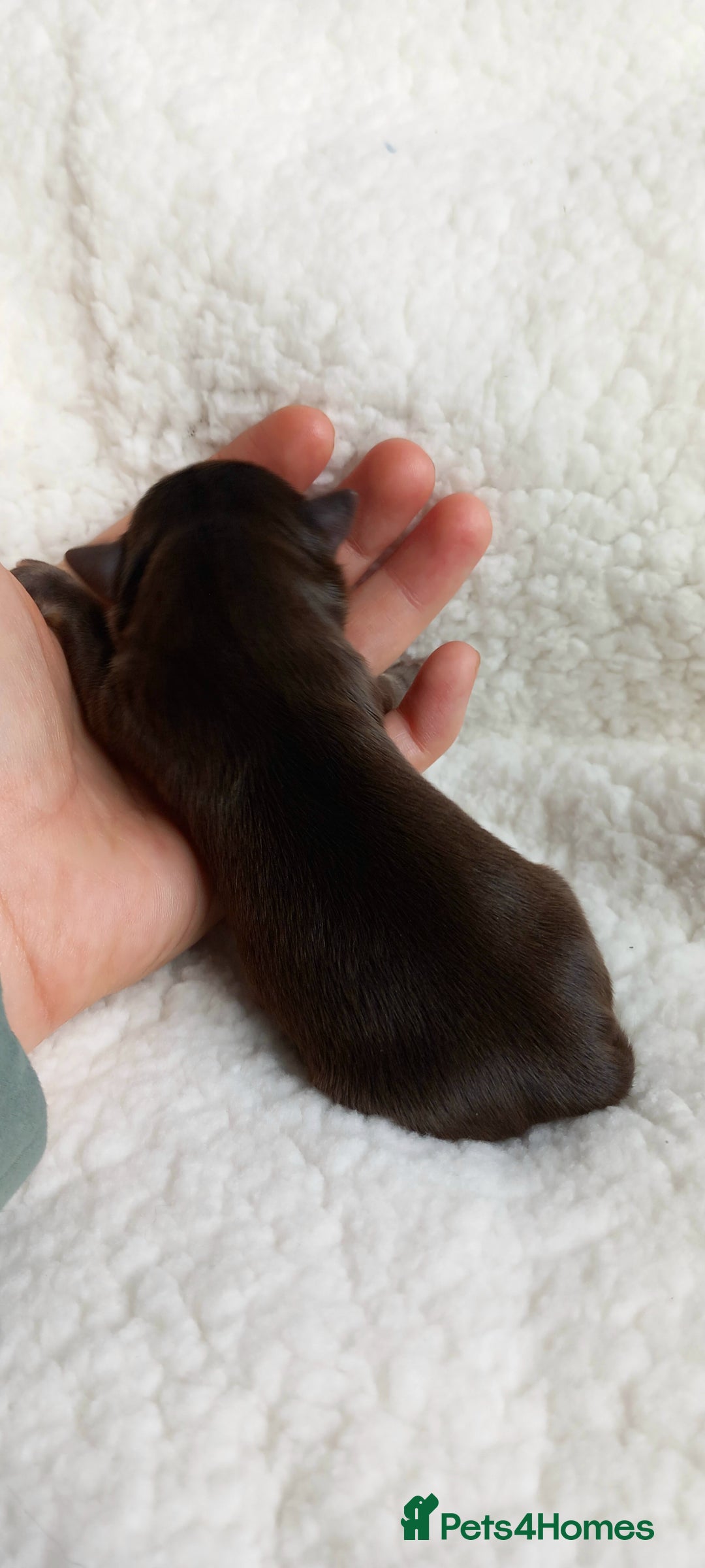 Chihuahua dogs for sale: ❤️‍🔥Dna tested parents❤️‍🔥Long-coat 2boys 2girls - Image 4