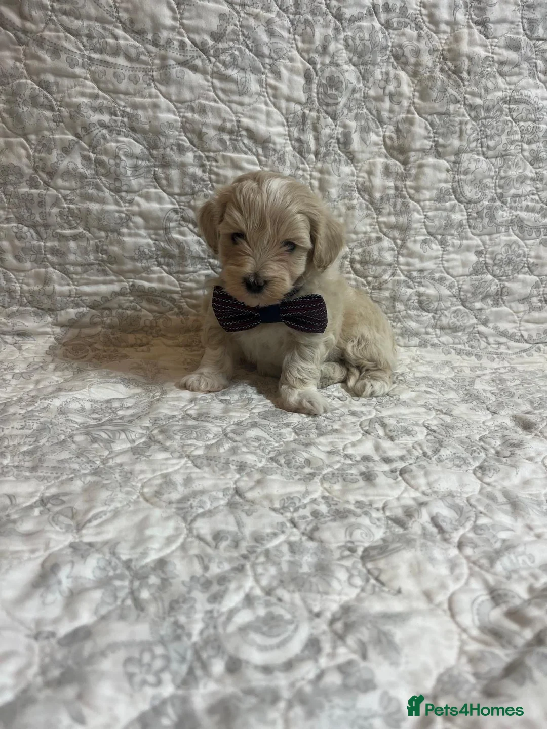 Maltipoo dogs for sale: 🤩2 stunning f1 Maltipoo 🤩 - Advert 8