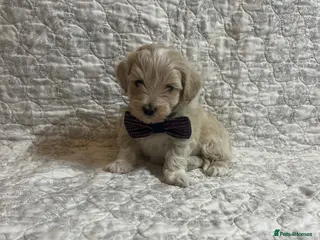 Maltipoo dogs 🤩1 stunning f1 Maltipoo 🤩 - Advert 8
