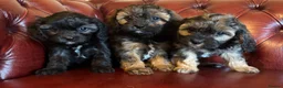 Cavapoo dogs for sale: F1 cavapoo stunning unusual colours  - Advert 18