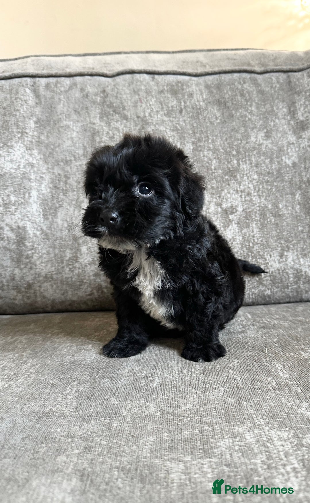 Cockapoo dogs for sale: Cockapoos looking for forever homes - Advert 25