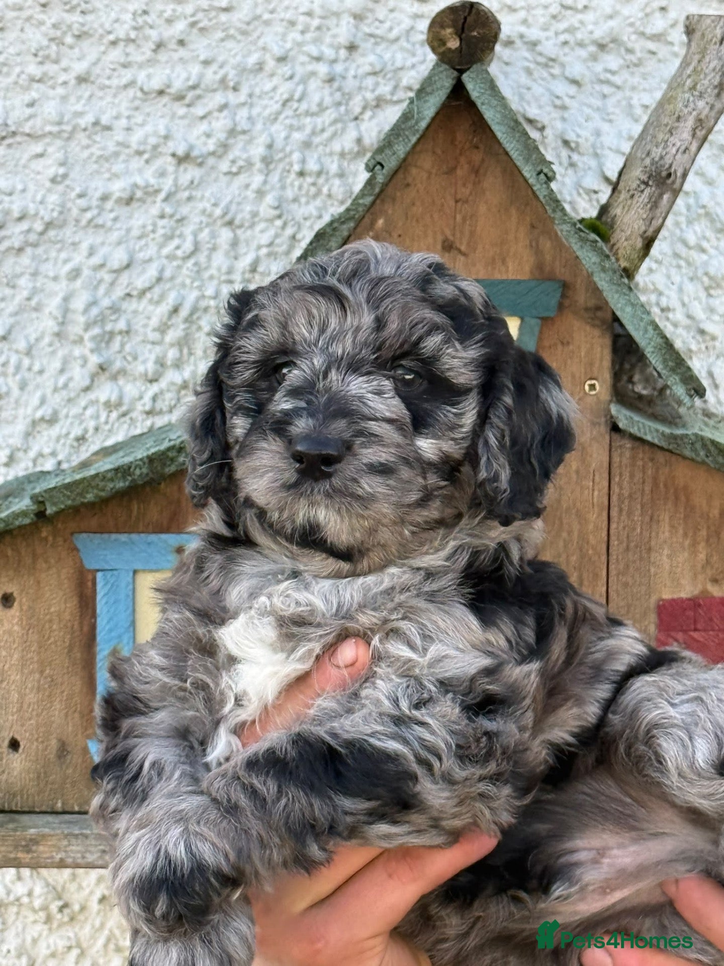 Labradoodle dogs for sale: Quality F1 Miniature Labradoodles - Advert 12
