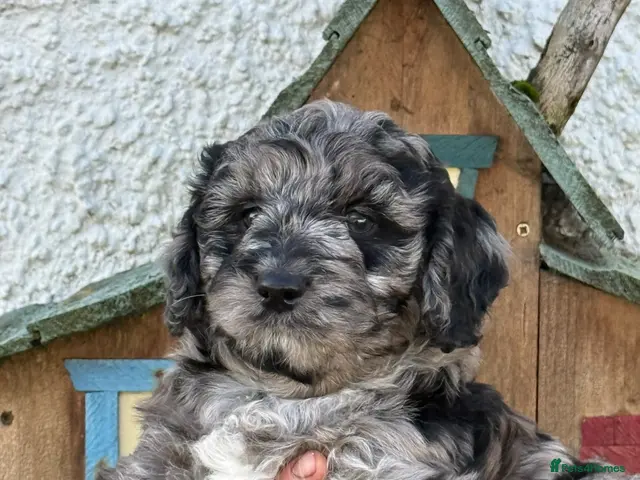 Labradoodle dogs for sale: Quality F1 Miniature Labradoodles - Advert 12