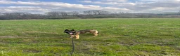 Mixed Breed dogs for sale: Nayas - Advert 4