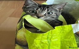Mixed Breed cats for sale: Nala seeks forever loving home - Image 4