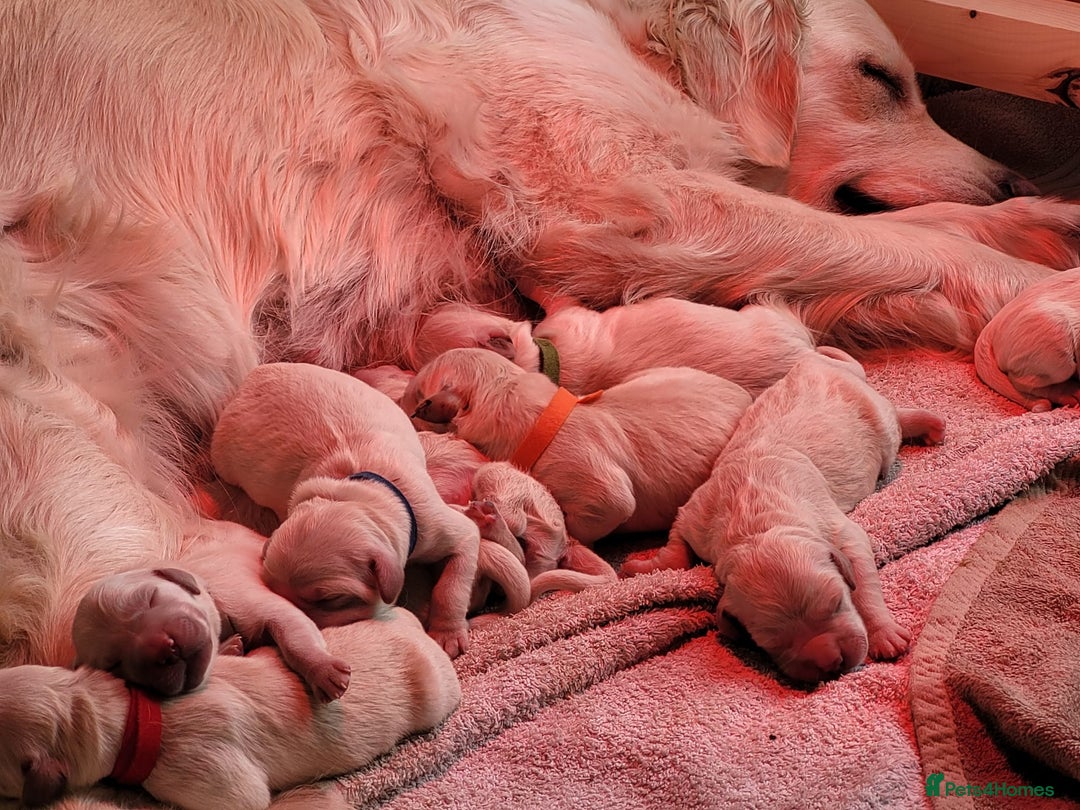 Golden Retriever dogs for sale: Golden Retriever Pups – First Class Homes Wanted - Image 17