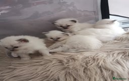 Ragdoll cats for sale: Beautiful Ragdoll Kittens - Image 27