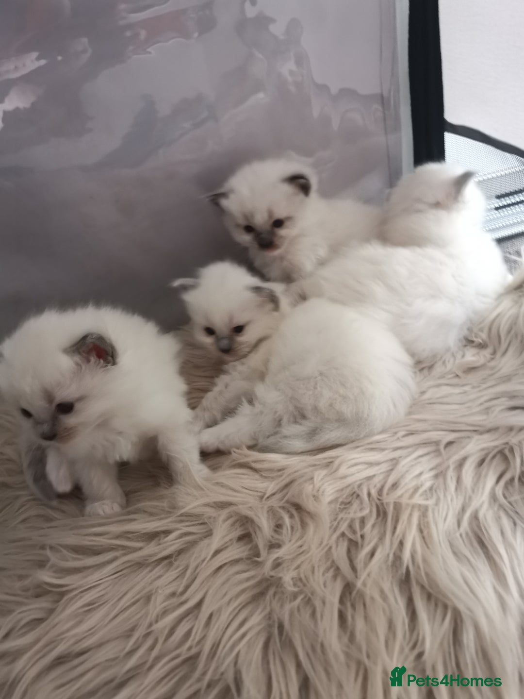 Ragdoll cats for sale: Beautiful Ragdoll Kittens - Image 27