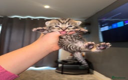 Mixed Breed cats for sale: Mixed kittens.  - Image 12
