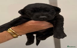 Labrador Retriever dogs for sale: Kc reg Black pups - Image 3