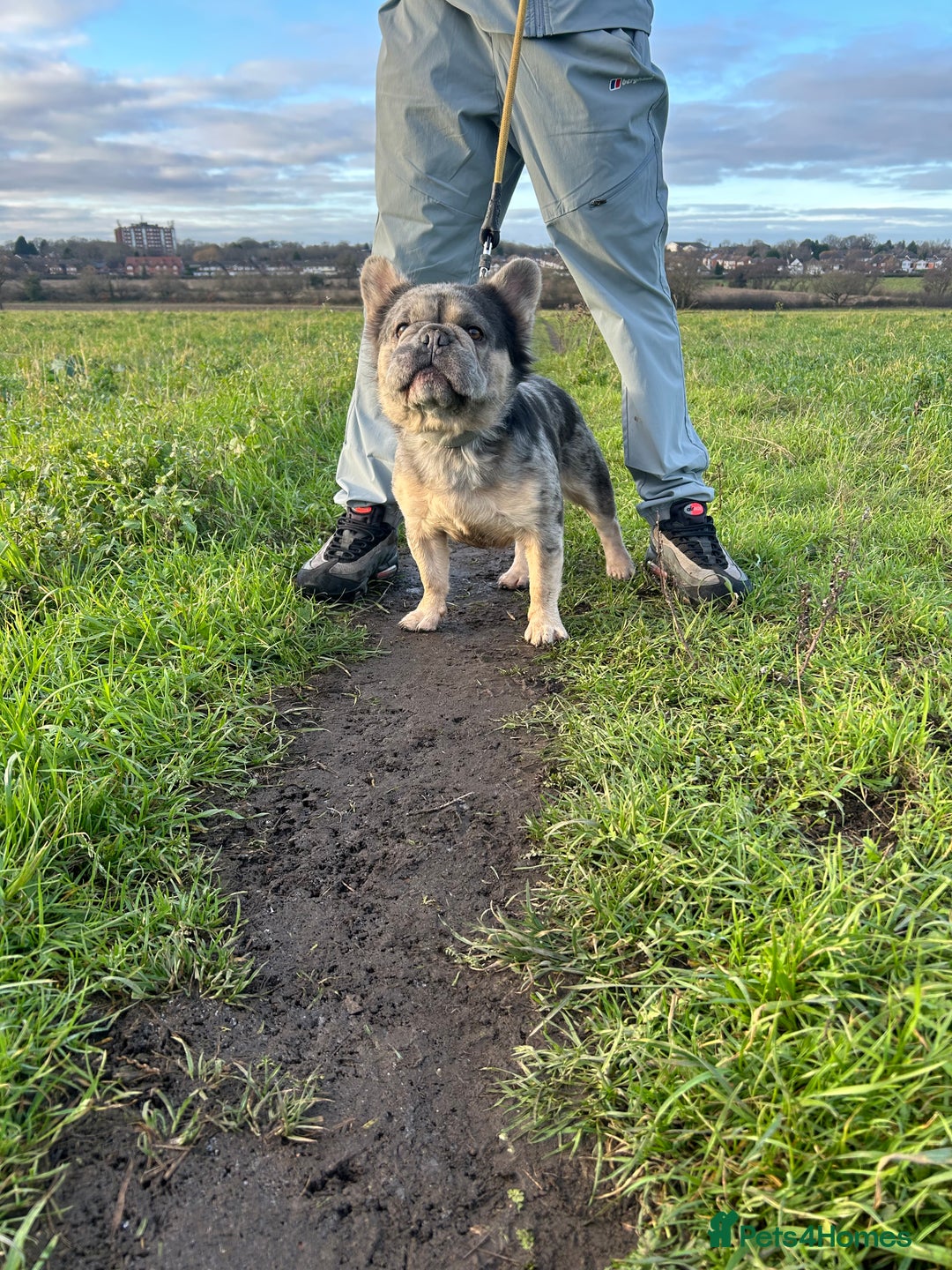 French Bulldog dogs for stud: Visual fluffy French bulldog stud - Advert 3