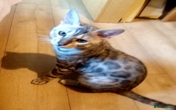 Bengal cats for sale: Cute bengal cat  - Image 1